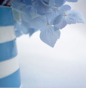 Blue hydrangeas in blue and white striped vase.JPG